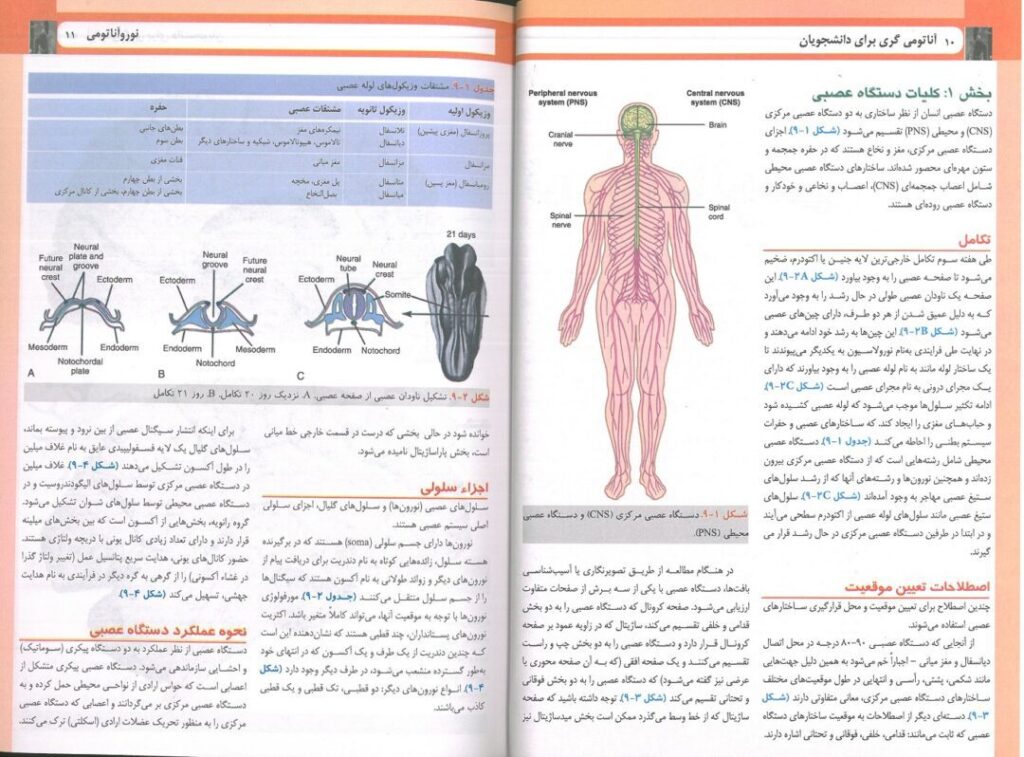 آناتومی گری